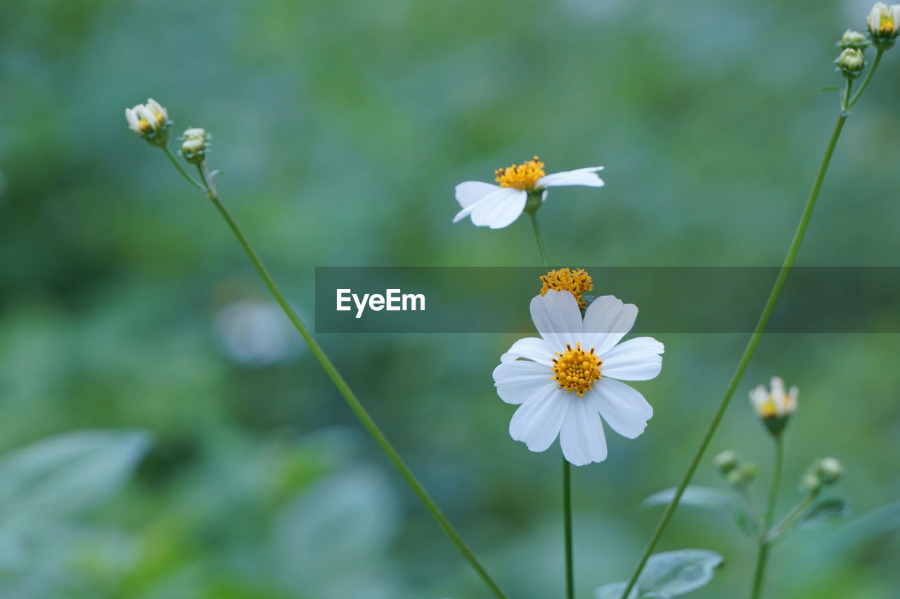 Beauty of bidens pilosa flowers. black-jack plant