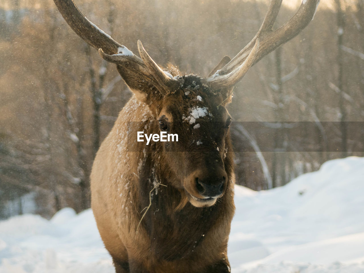 Close-up of deer on snow field