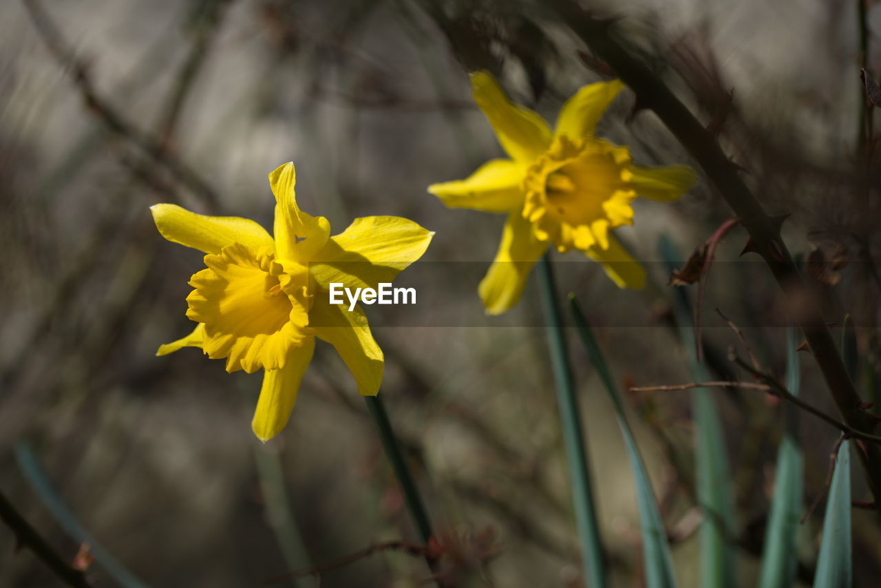 CLOSE-UP OF YELLOW FLOWERS BLOOMING