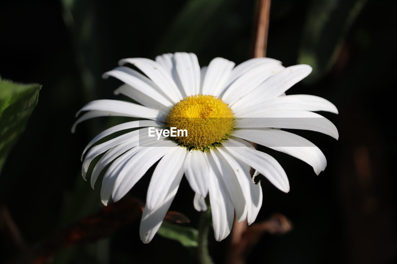 Close-up of white daisy