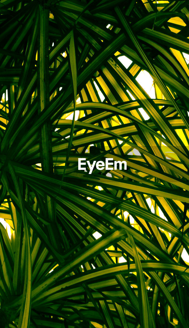 CLOSE-UP LOW ANGLE VIEW OF PALM TREE