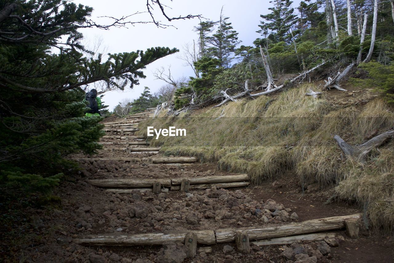 WALKWAY IN FOREST