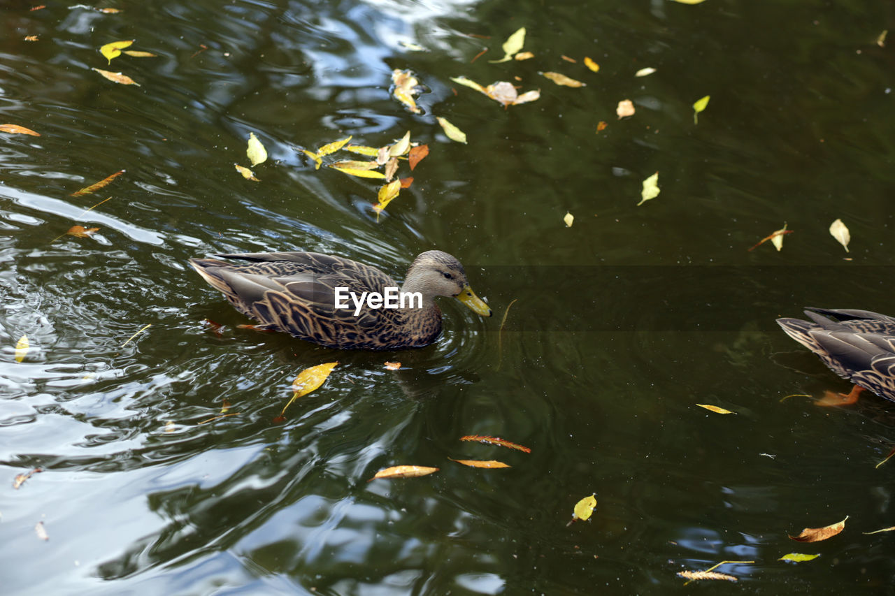 High angle view of duck in lake