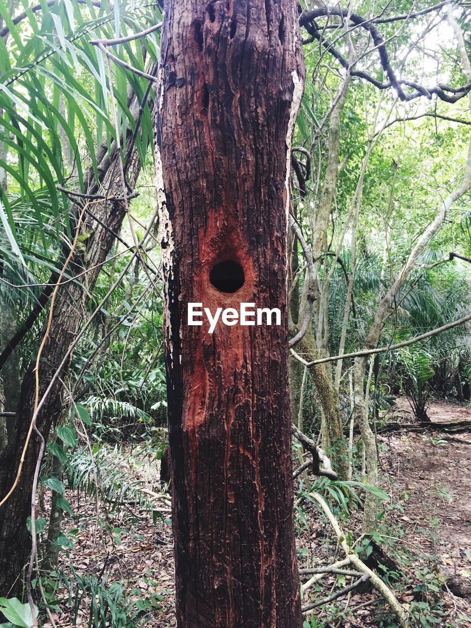 CLOSE-UP OF TREE IN FOREST