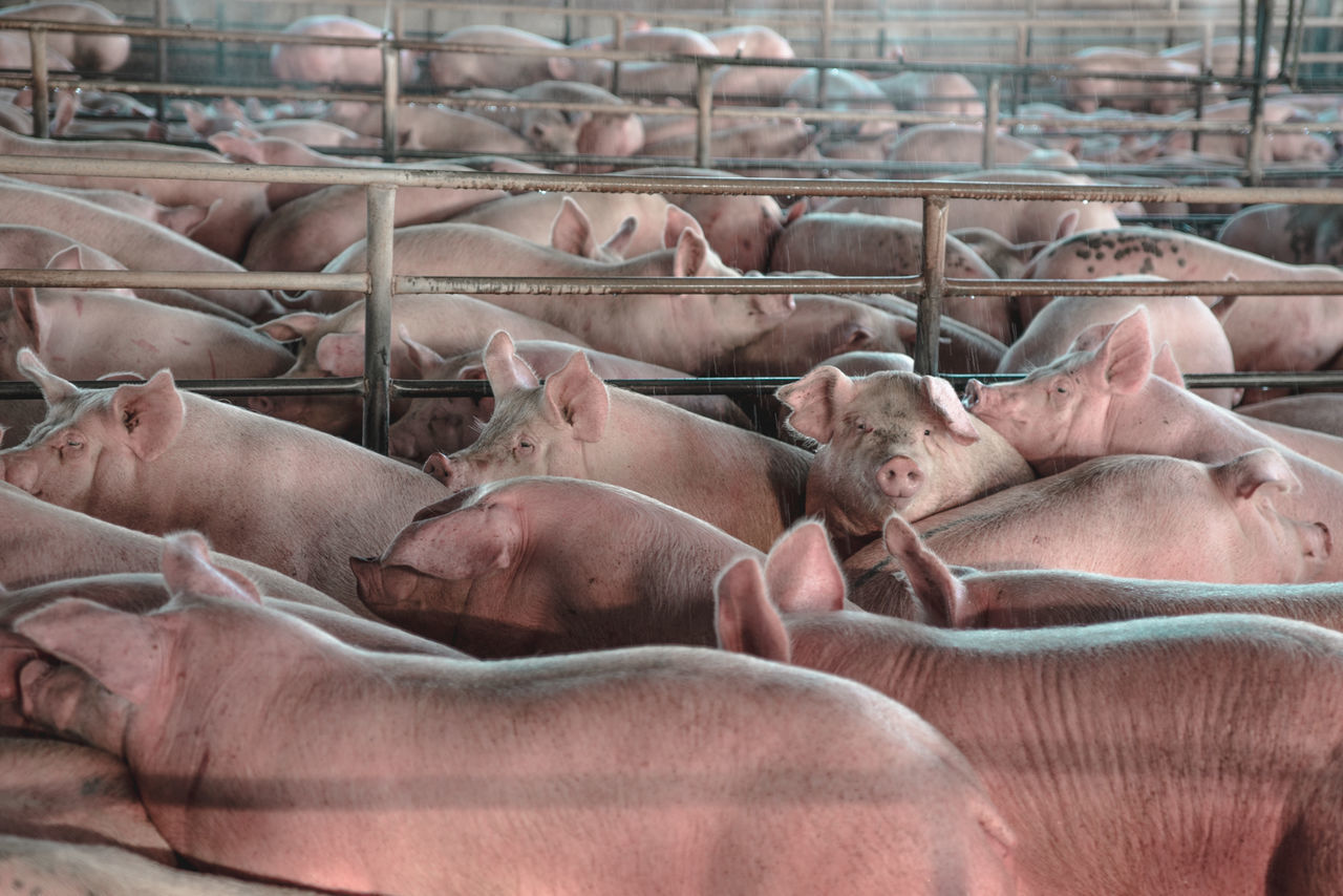 High angle view of pig farm