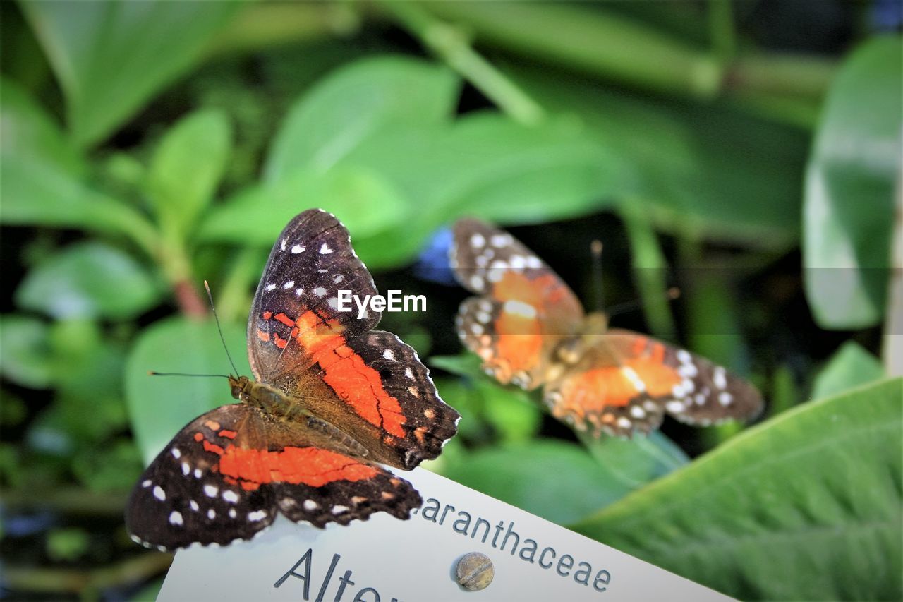 Close-up of butterfly on plant