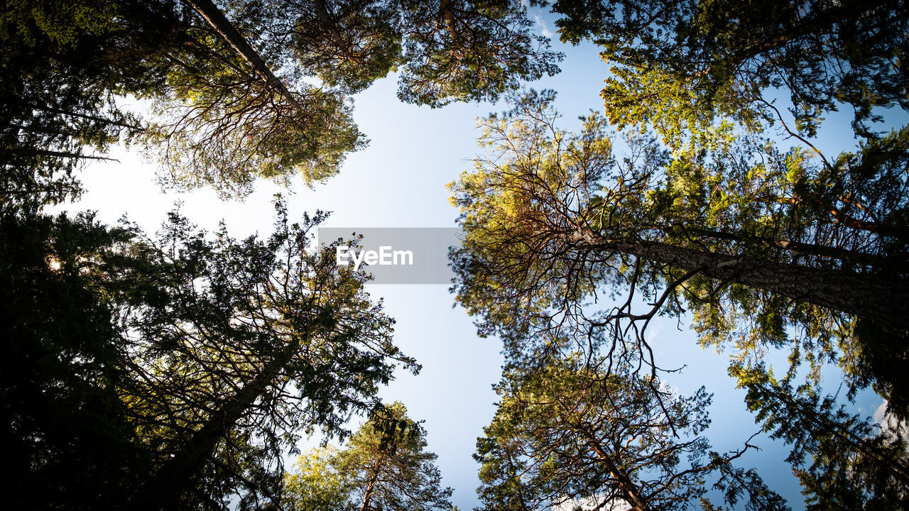 Low angle view of trees against sky