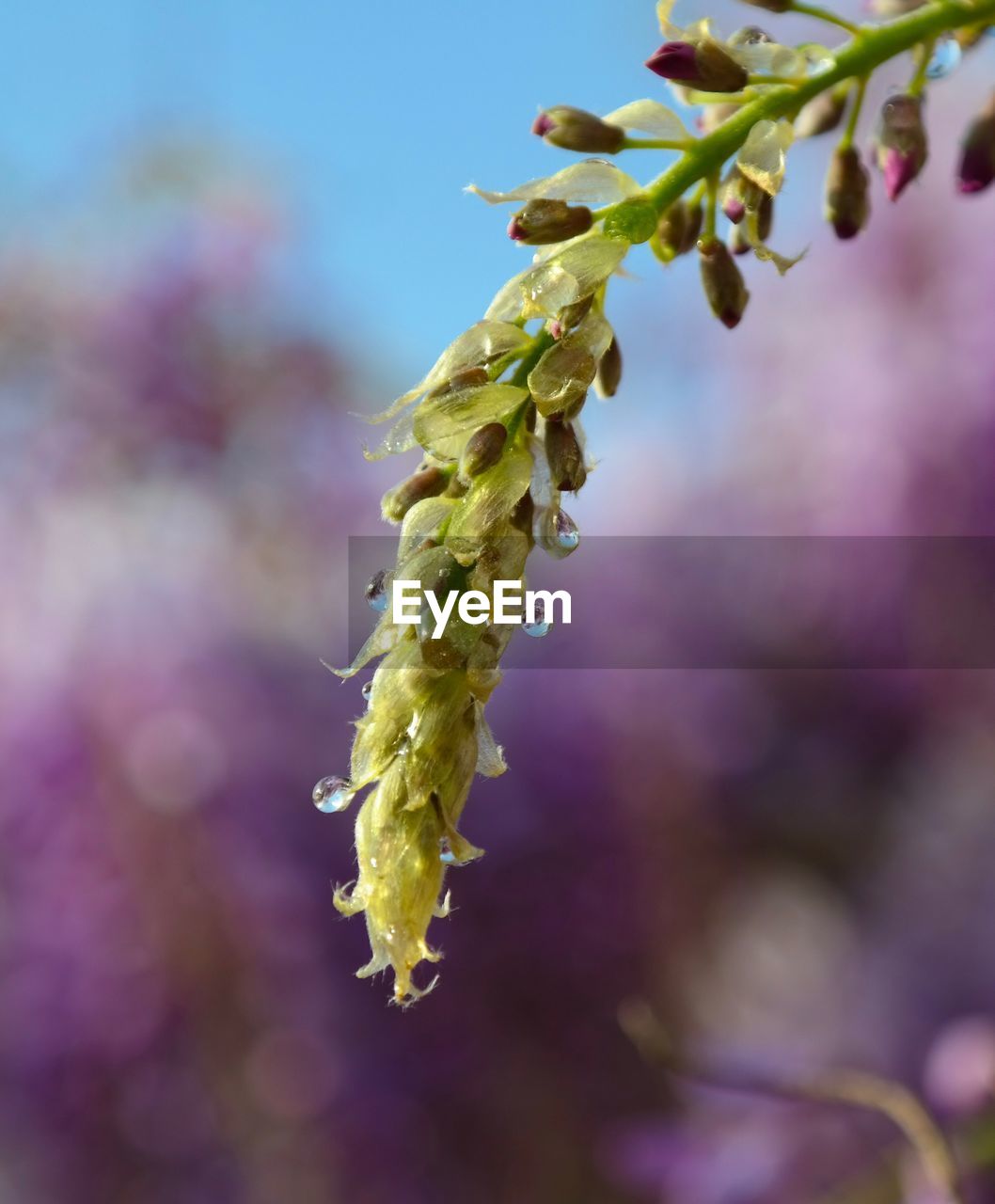 Close-up of flowering plant