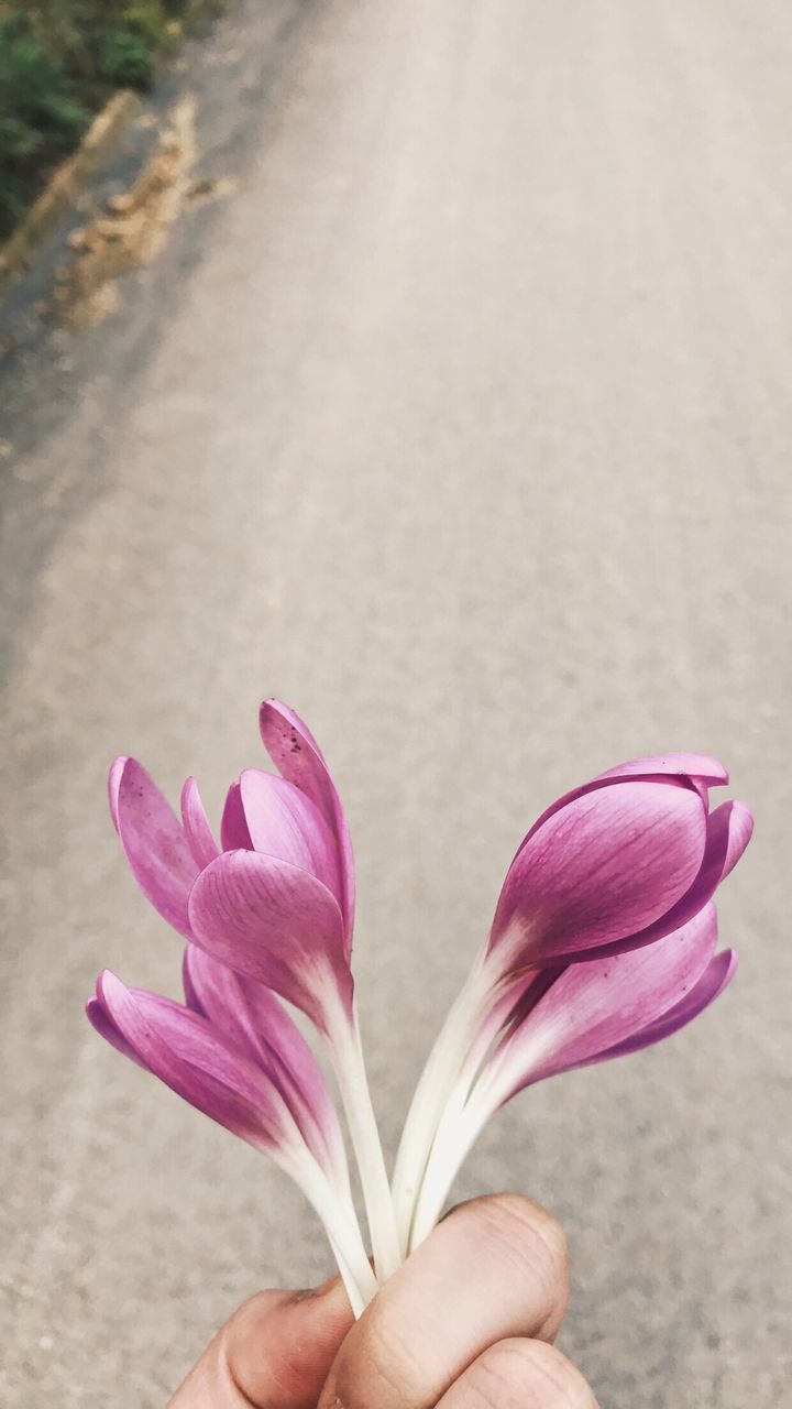 CLOSE-UP OF HAND HOLDING PINK FLOWERS