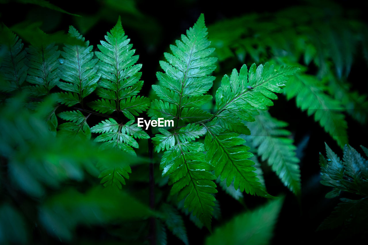 plant, green, leaf, plant part, nature, growth, ferns and horsetails, fern, beauty in nature, tree, close-up, no people, outdoors, flower, pinaceae, pine tree, coniferous tree, forest, night, land, plant stem, selective focus, branch