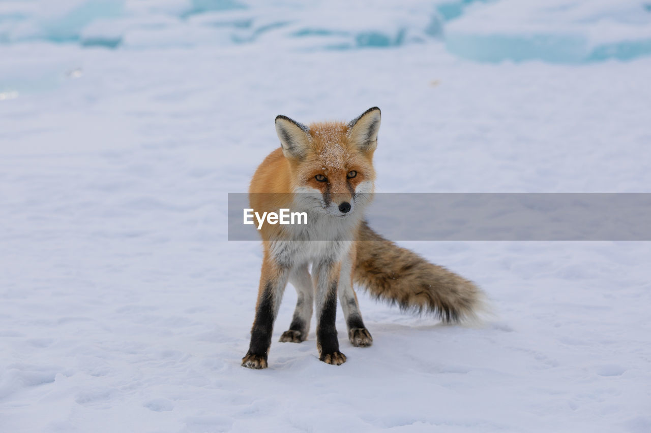 animal, animal themes, snow, one animal, mammal, animal wildlife, winter, fox, wildlife, cold temperature, red fox, portrait, nature, no people, looking at camera, full length, carnivore, outdoors, day, canine, dog, front view, standing, coyote, animals hunting