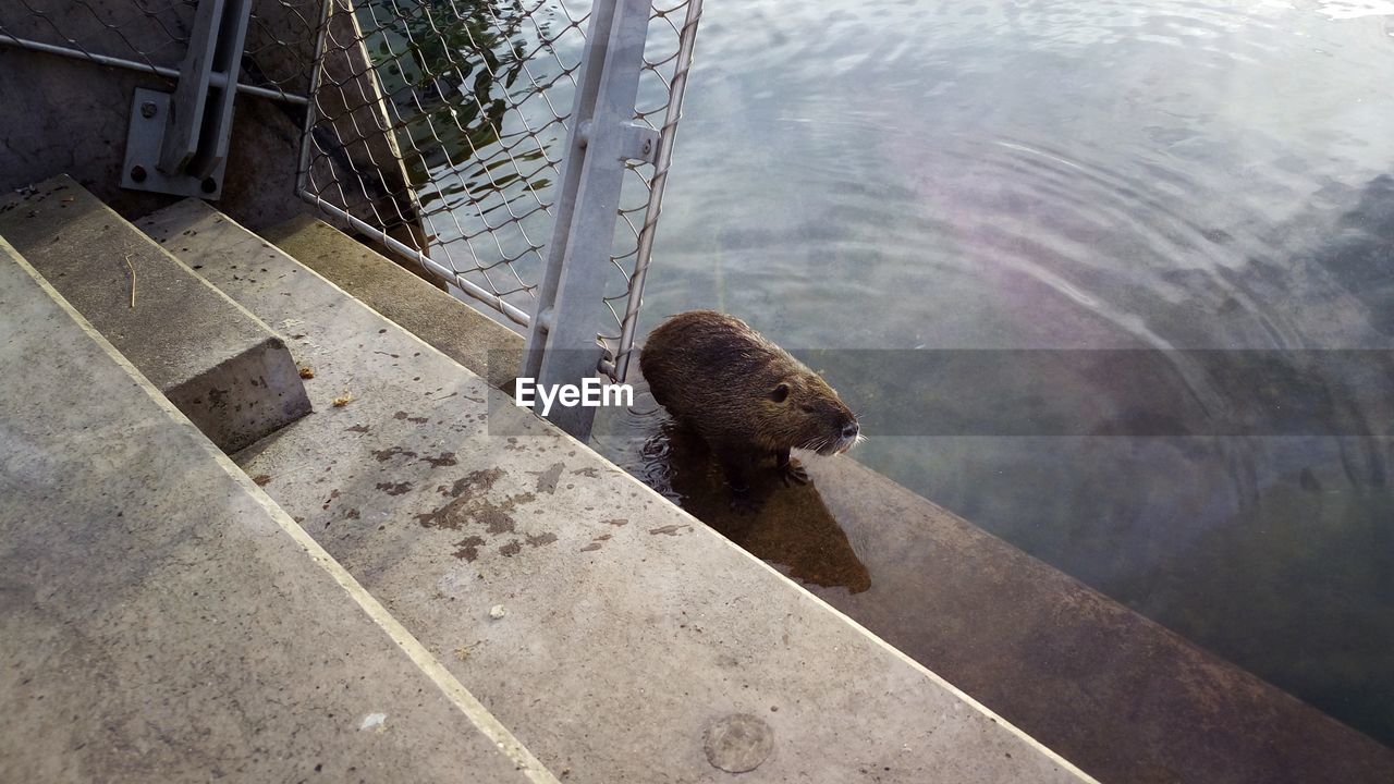 High angle view of capybara at lake