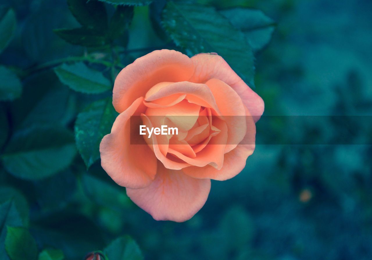 CLOSE-UP OF ROSE FLOWER BLOOMING OUTDOORS