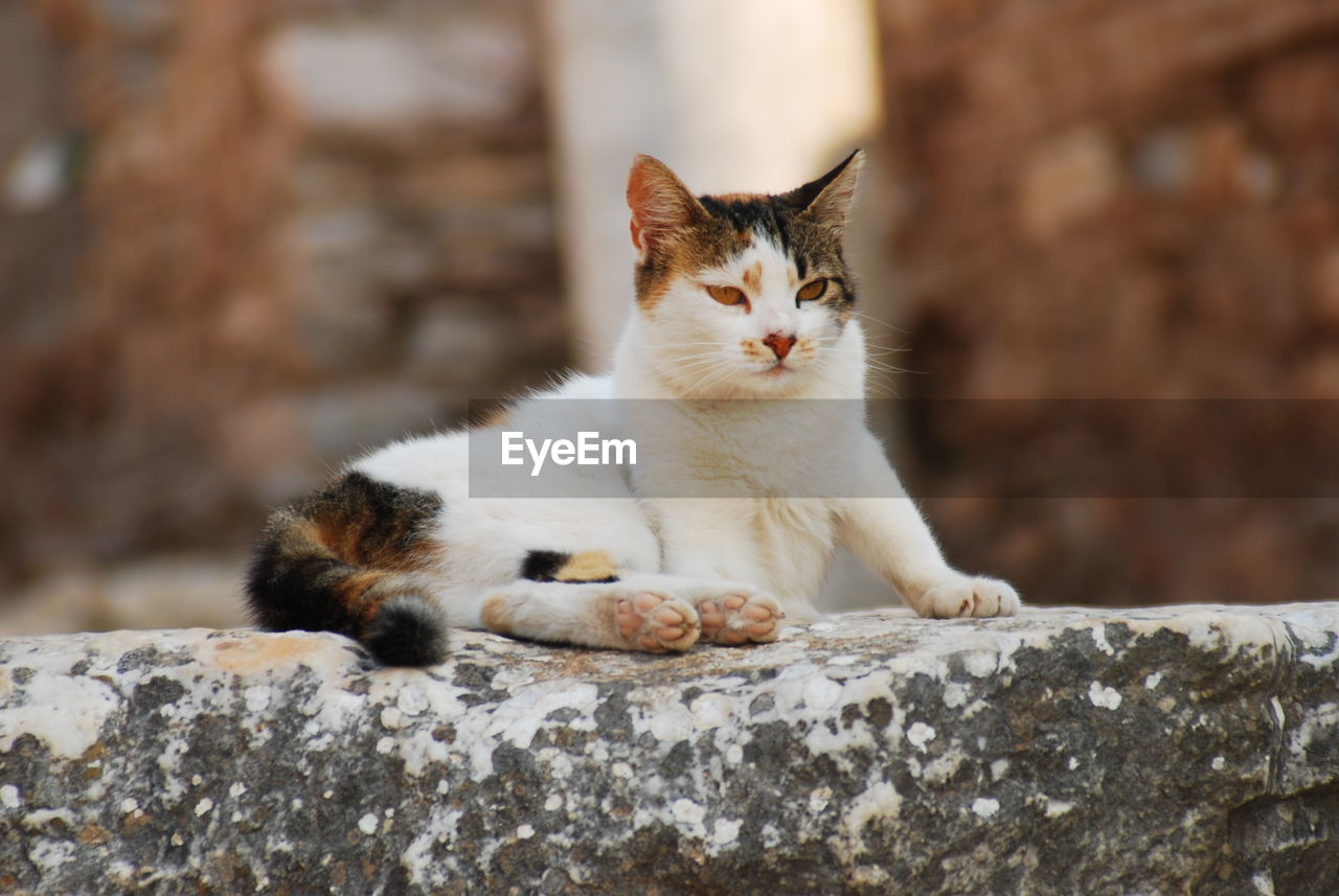 Close-up of a cat lying on retaining wall