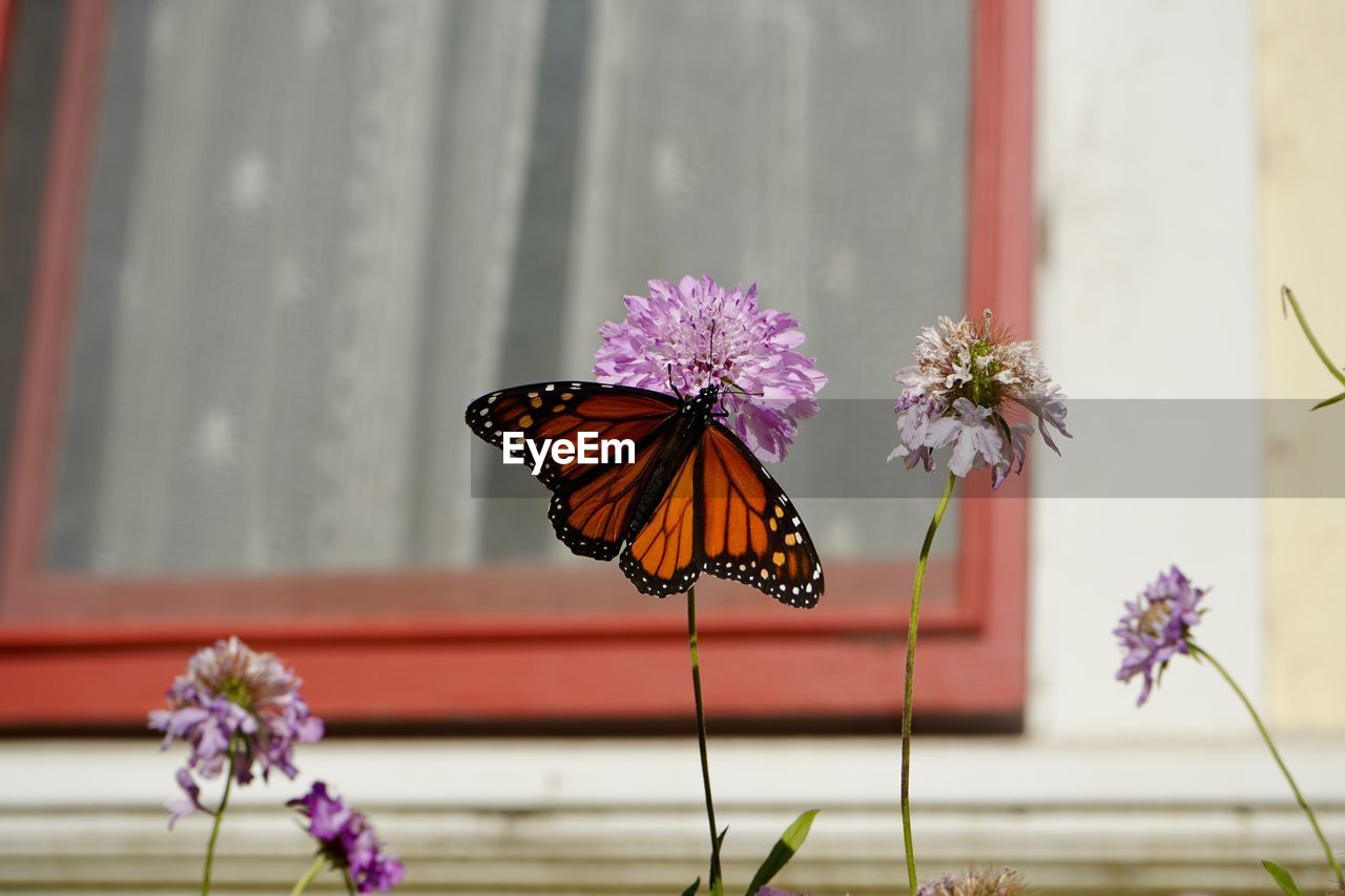 BUTTERFLY ON PURPLE FLOWER