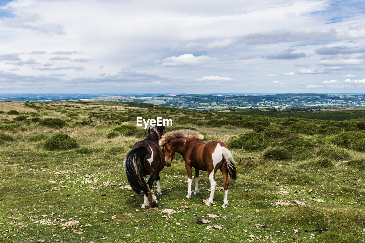 Horses on open ground 