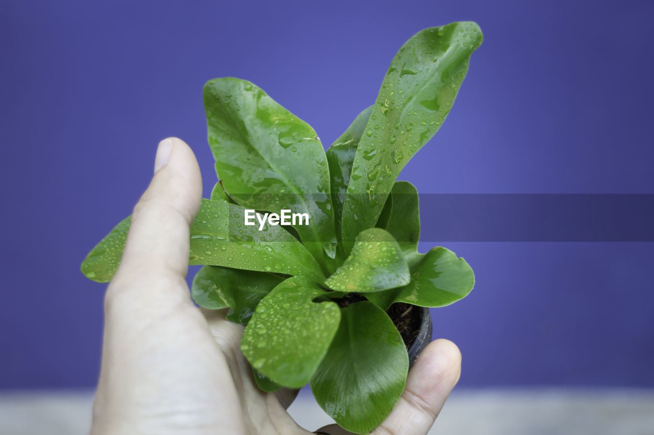 Close-up of hand holding plant