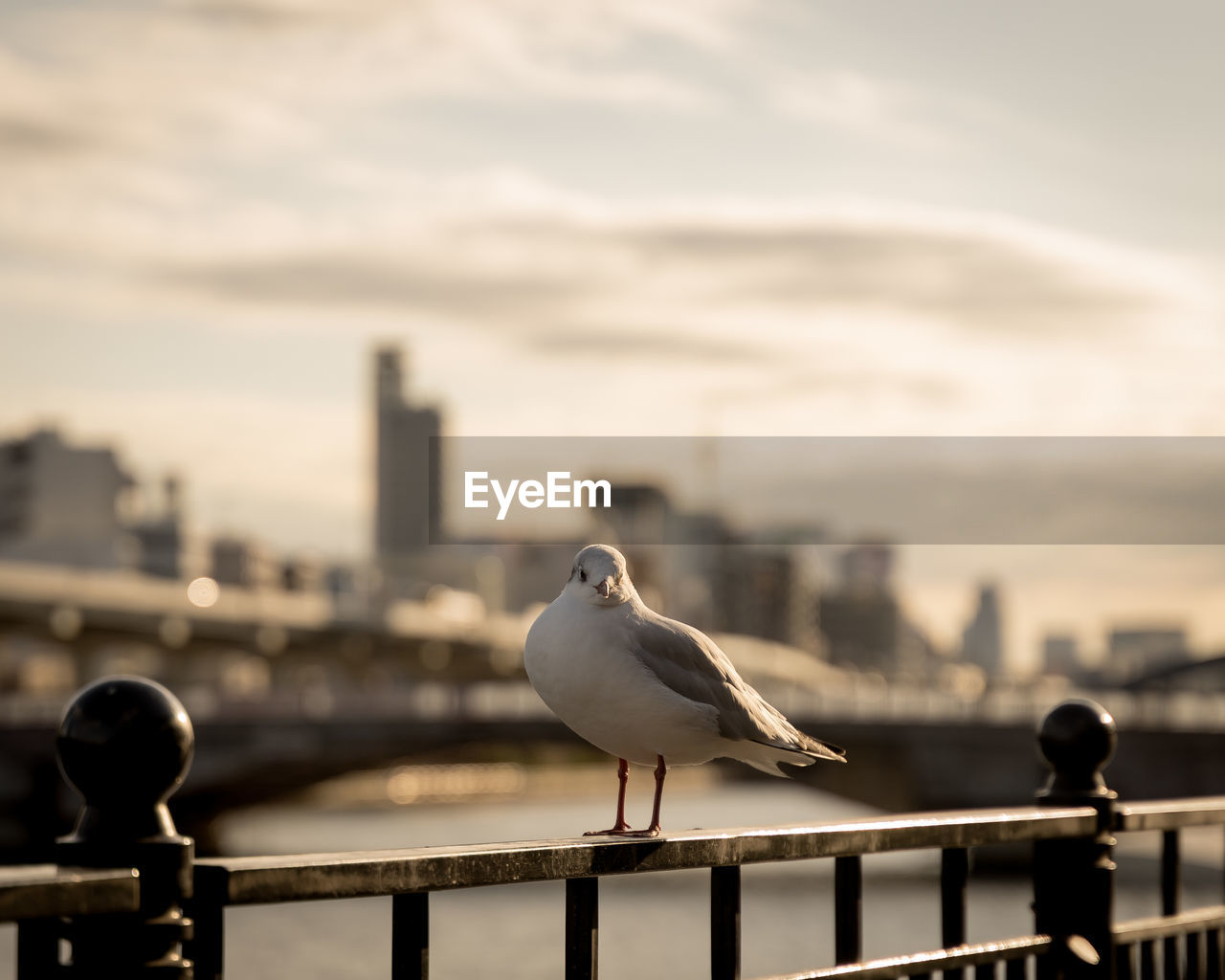 Seagull perching on railing