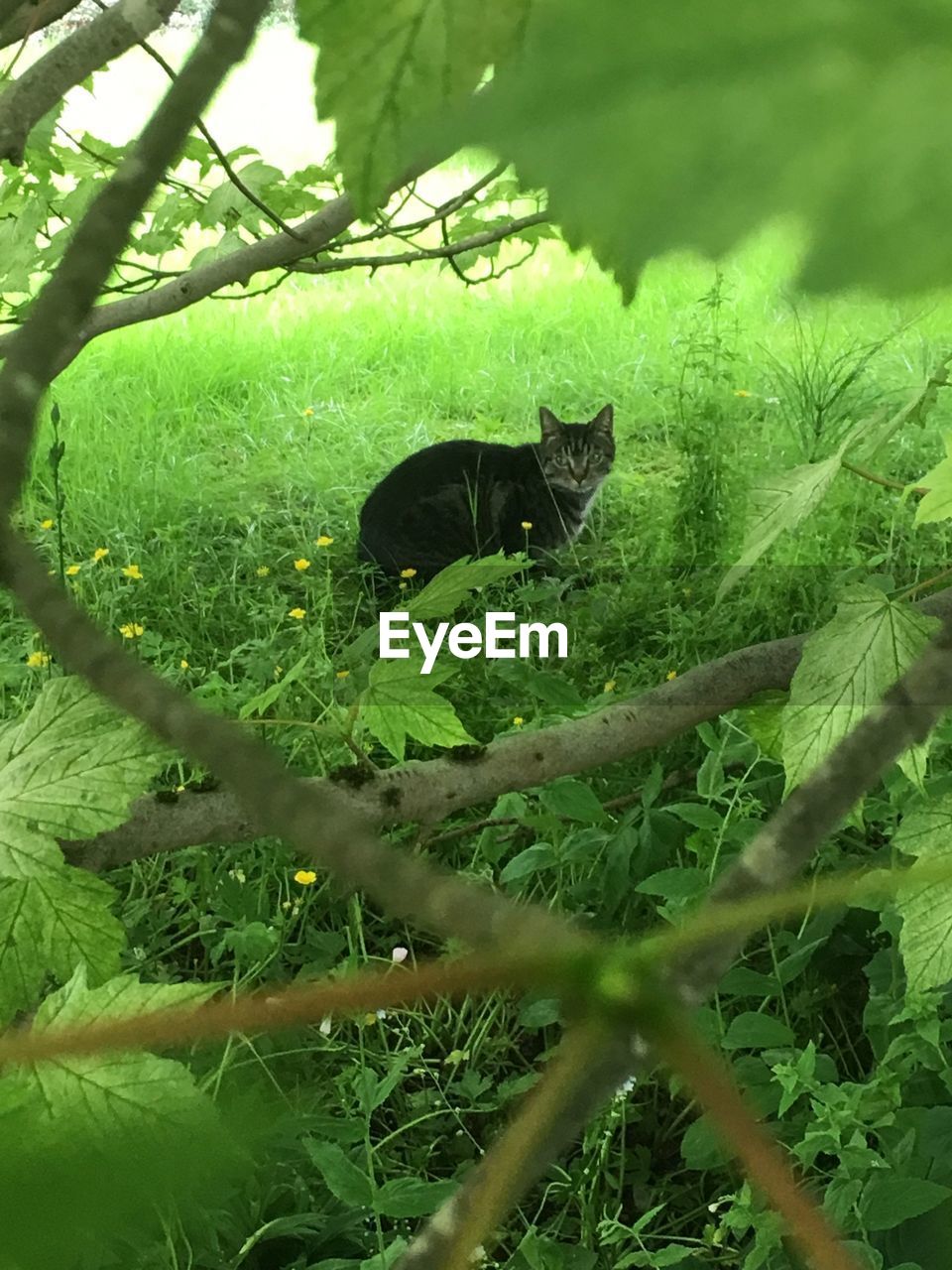 CAT IN GRASS