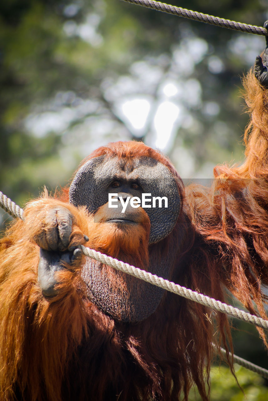 Adult male orangutan at the zoo