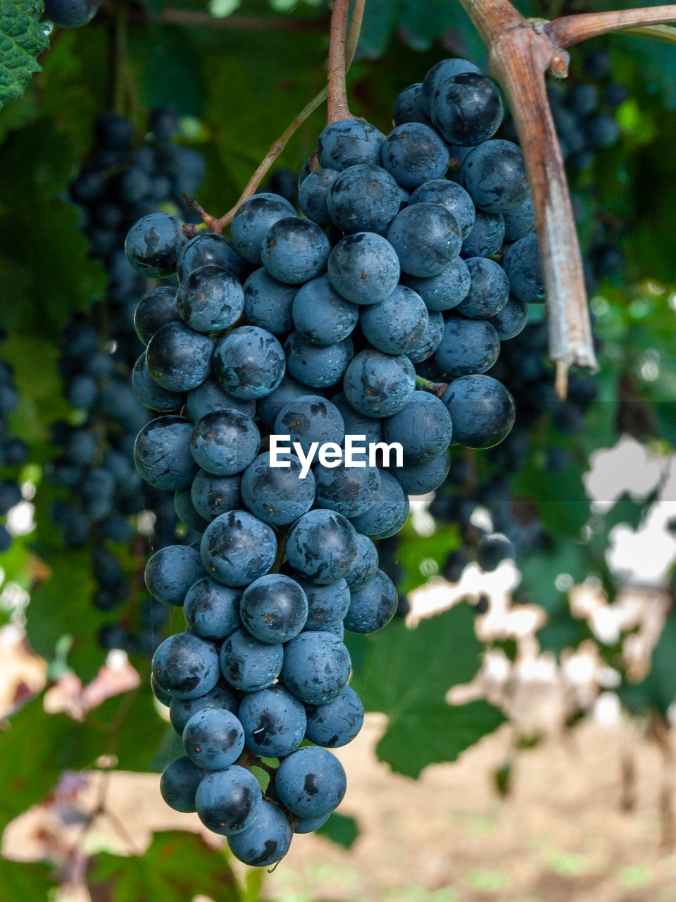 CLOSE-UP OF GRAPES