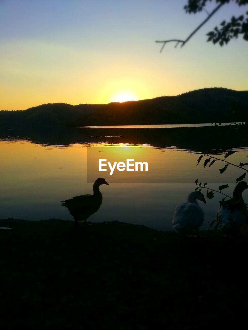 BIRDS IN LAKE AT SUNSET