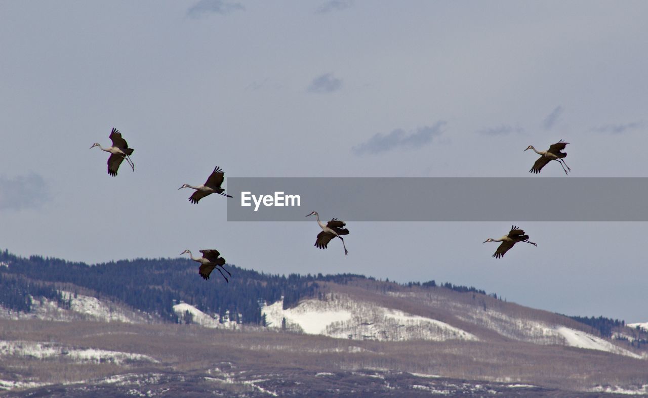 FLOCK OF BIRDS IN SKY