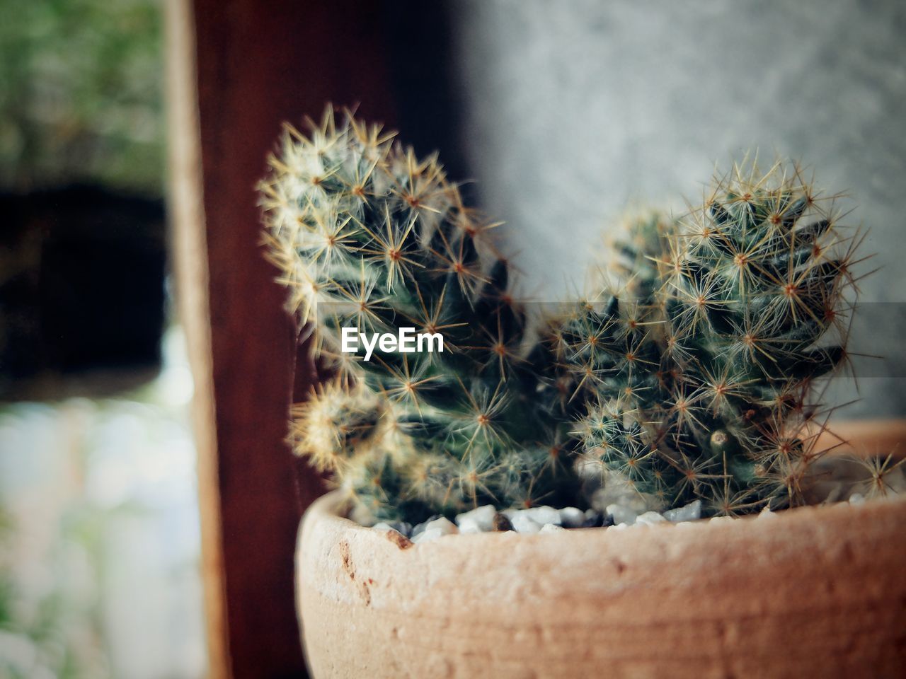 Close-up of cactus plant in pot