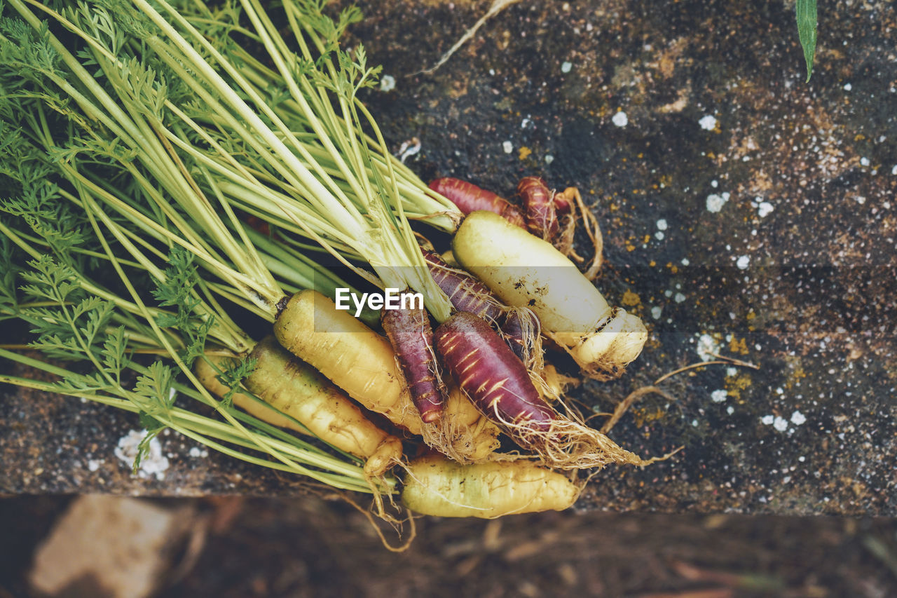 HIGH ANGLE VIEW OF VEGETABLE ON LAND