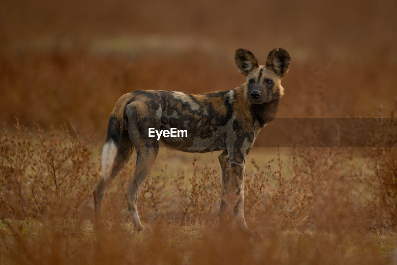 animal, animal themes, animal wildlife, mammal, wildlife, savanna, one animal, no people, safari, nature, grassland, prairie, outdoors, portrait, grass, looking at camera, day, full length, standing, side view, young animal