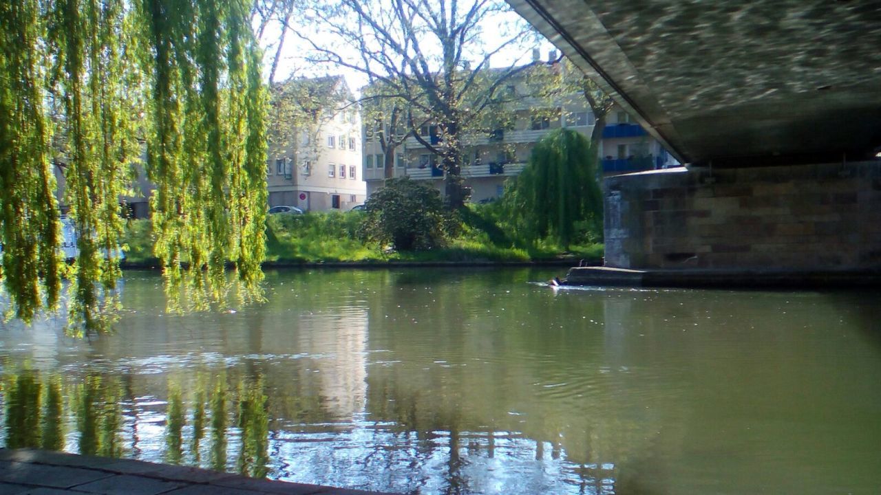 REFLECTION OF TREES IN WATER