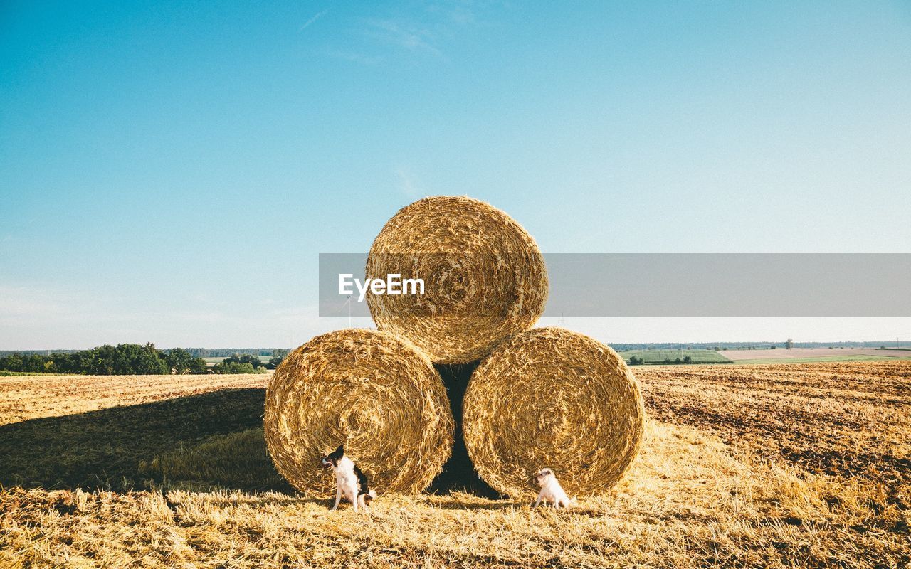 Dogs sitting by rolls of hay against clear sky