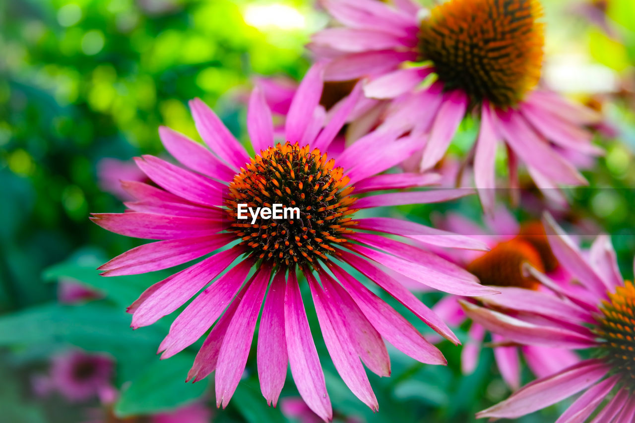 CLOSE-UP OF CONEFLOWERS BLOOMING OUTDOORS