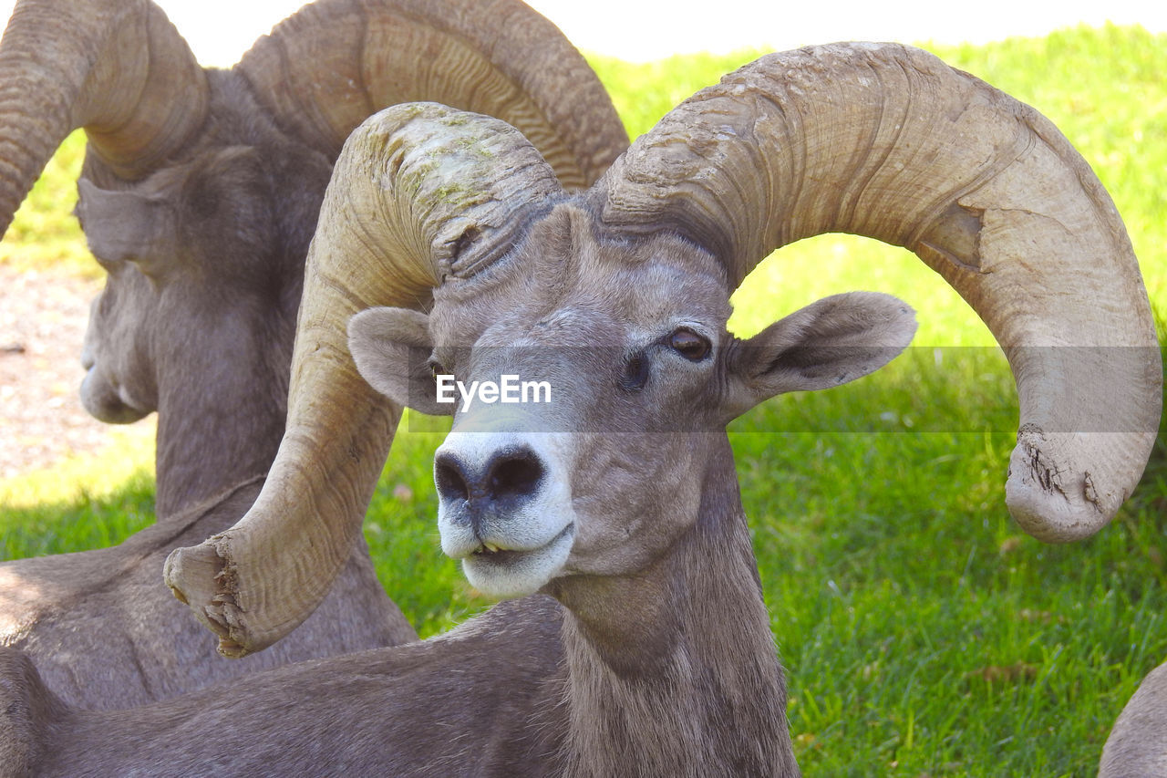 CLOSE-UP PORTRAIT OF A SHEEP