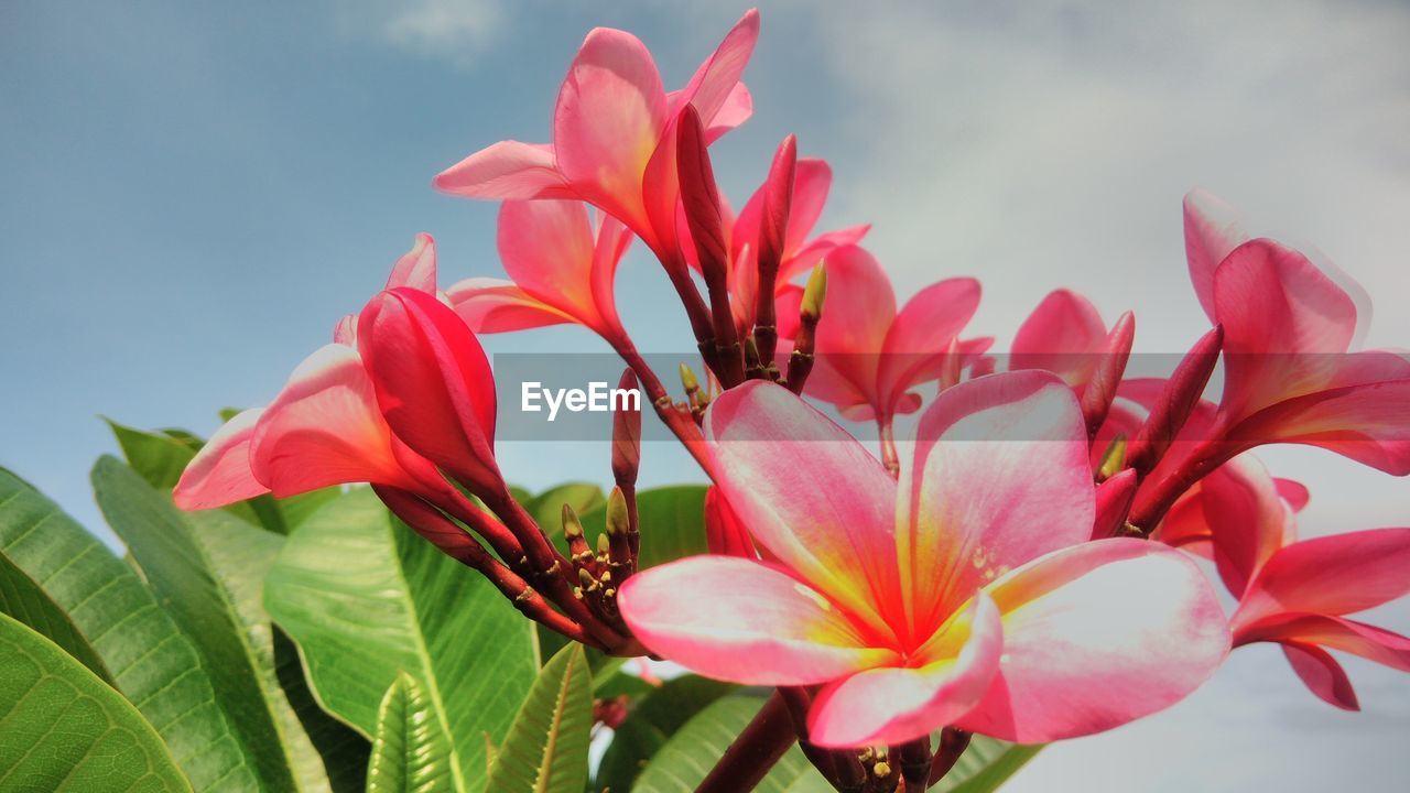 CLOSE-UP OF PINK FLOWERS