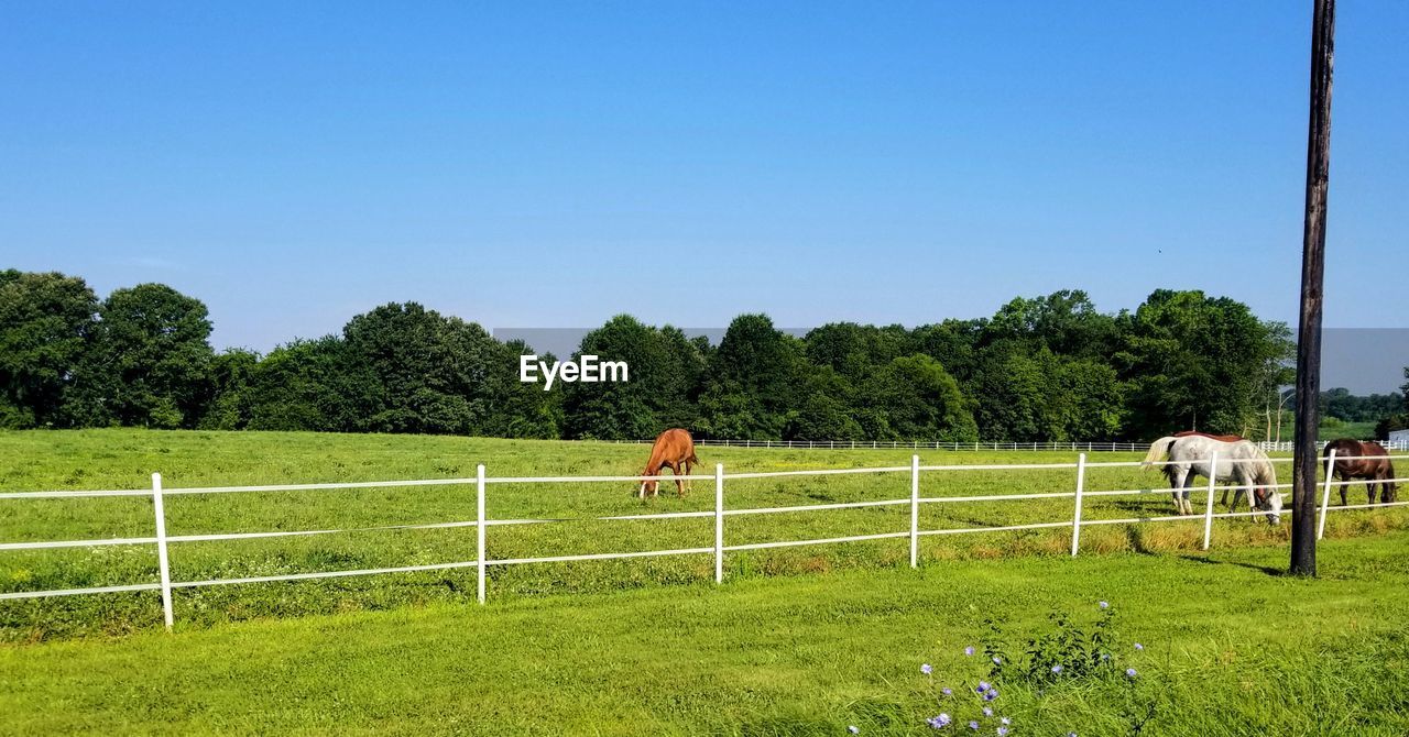 HORSE ON FIELD AGAINST SKY