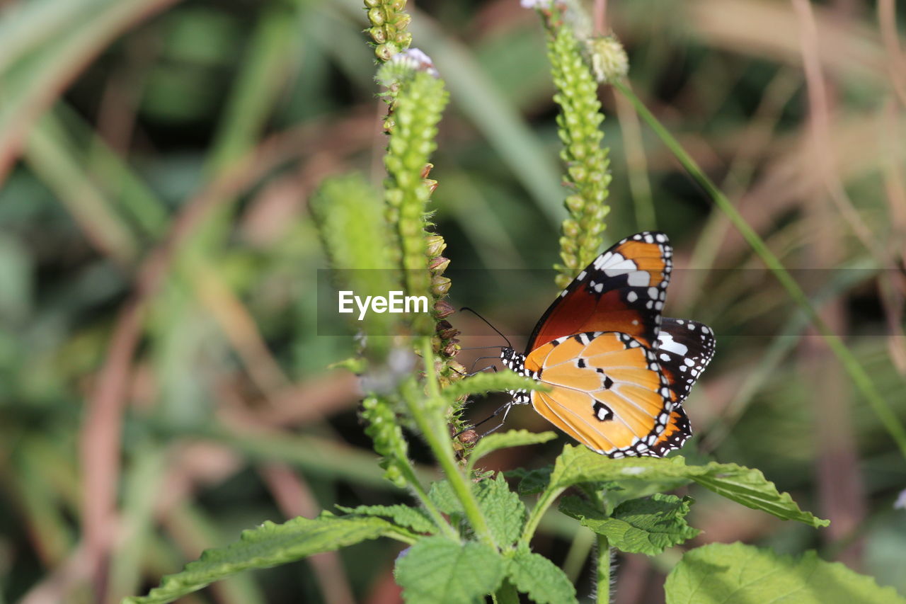 Butterfly pollinating flower