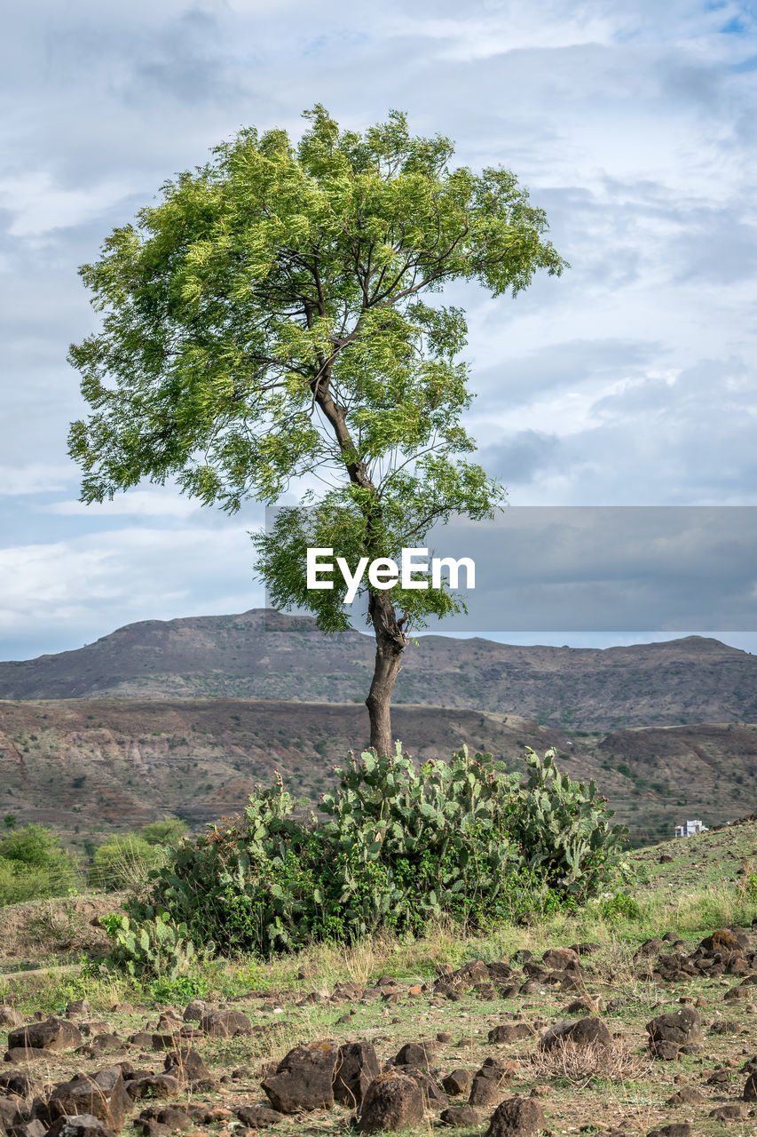 Lone  tree with lots of cactus trees at trunk with clear blue sky background.