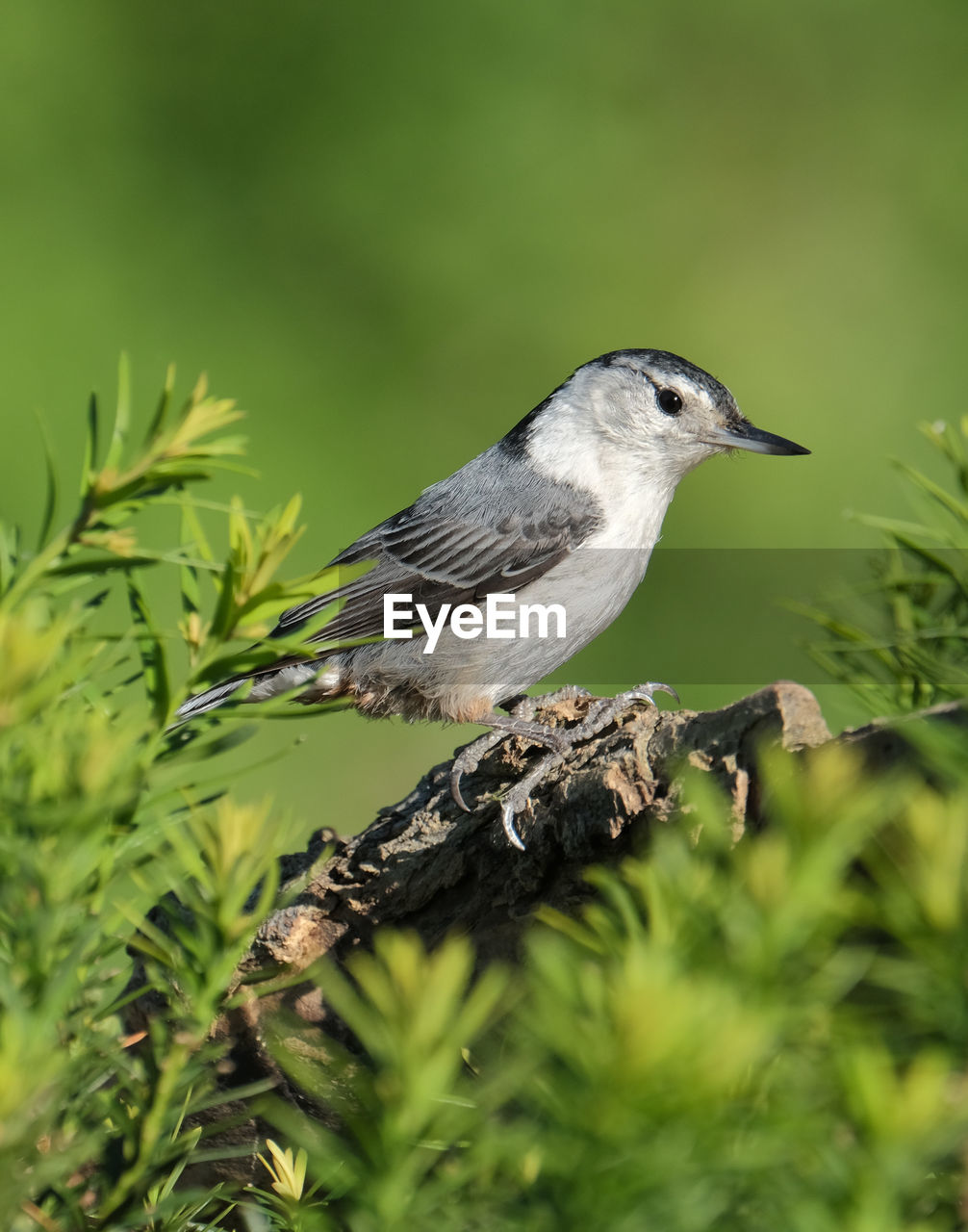 White-breasted nuthatch
