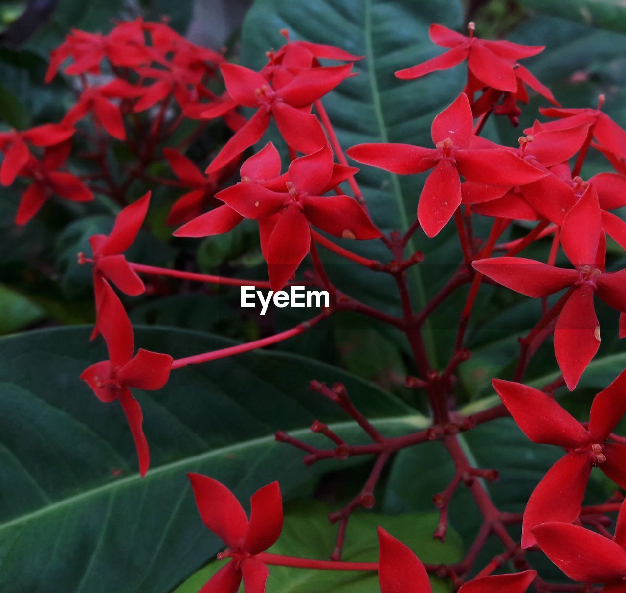 CLOSE-UP OF RED FLOWER BLOOMING OUTDOORS