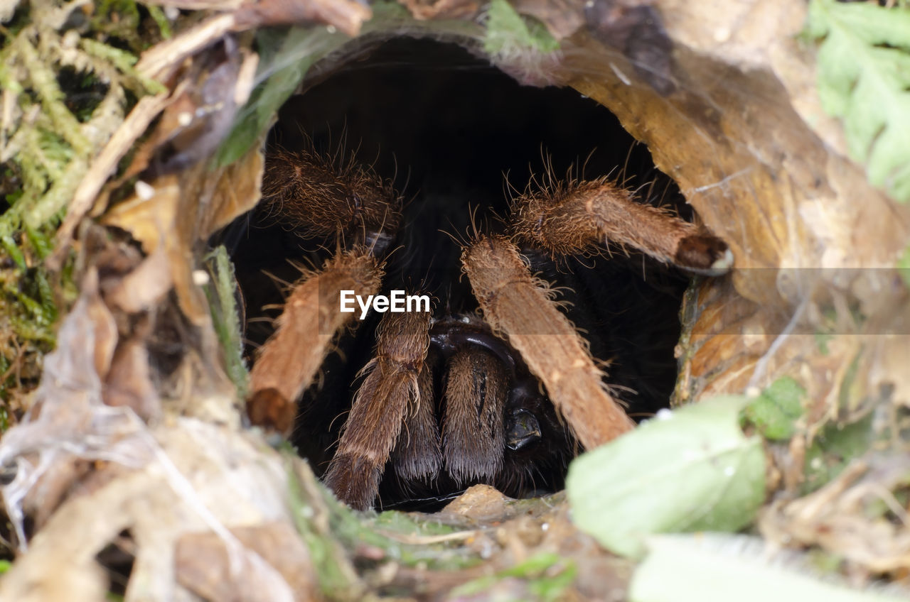 CLOSE-UP OF SPIDER IN THE ANIMAL