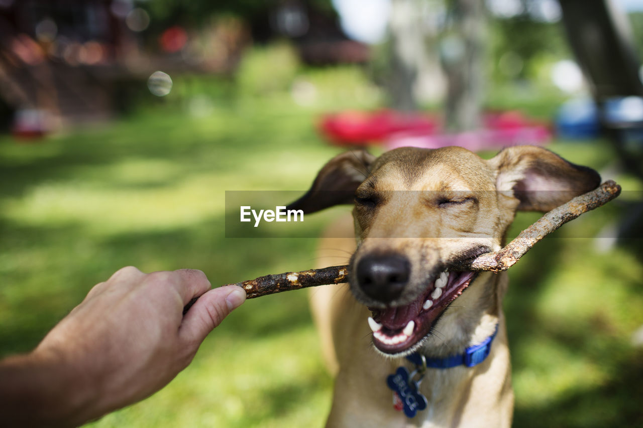 Dog pulling stick from man's hand at park