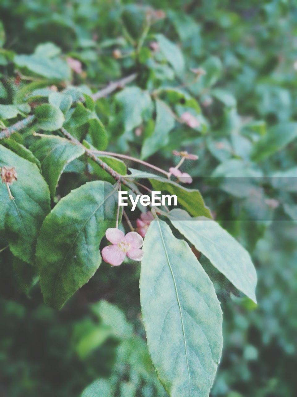 Close-up of leaves growing on plant