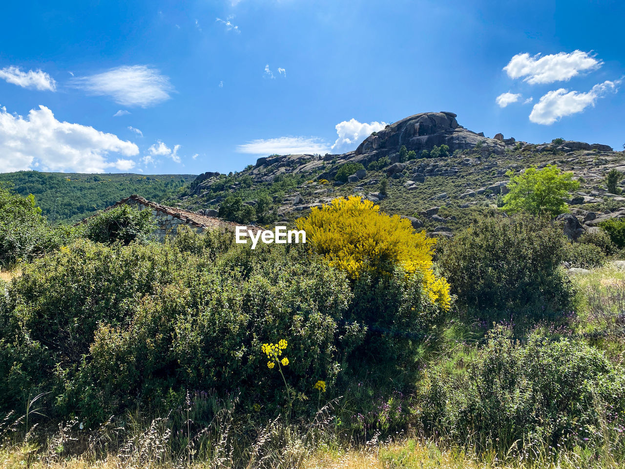 Scenic view of grassy field against sky