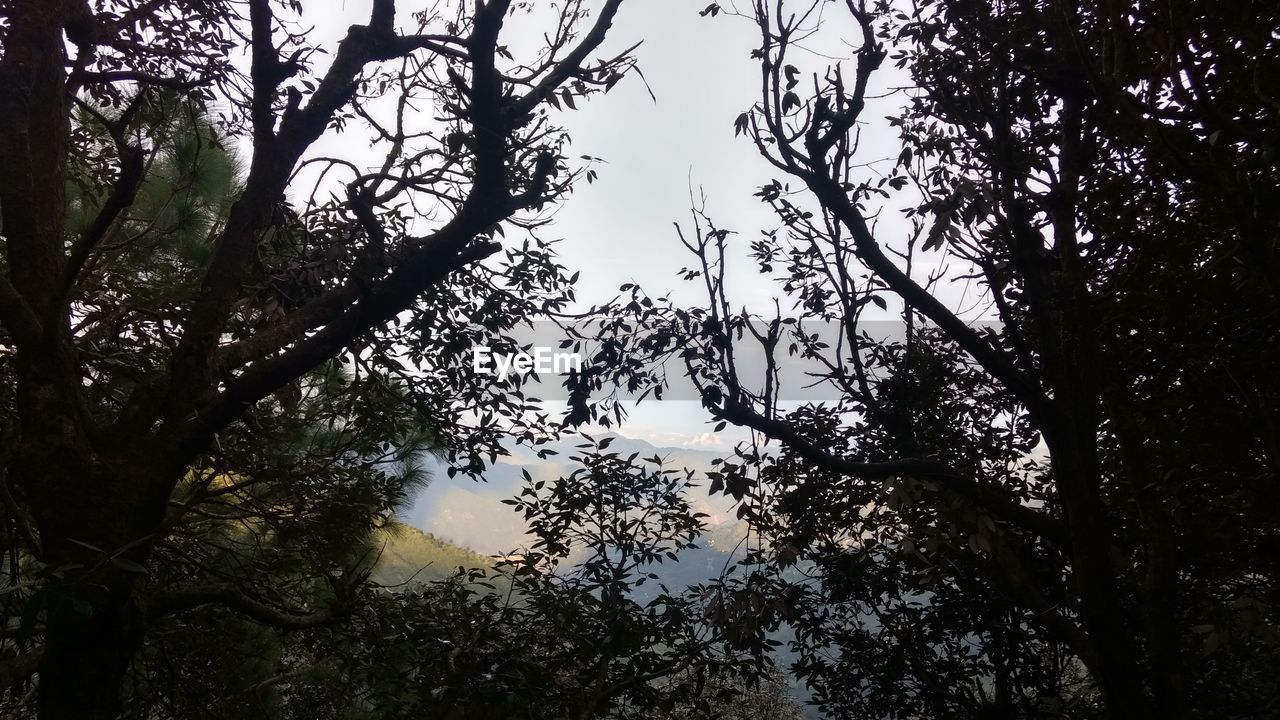 LOW ANGLE VIEW OF TREES AGAINST SKY