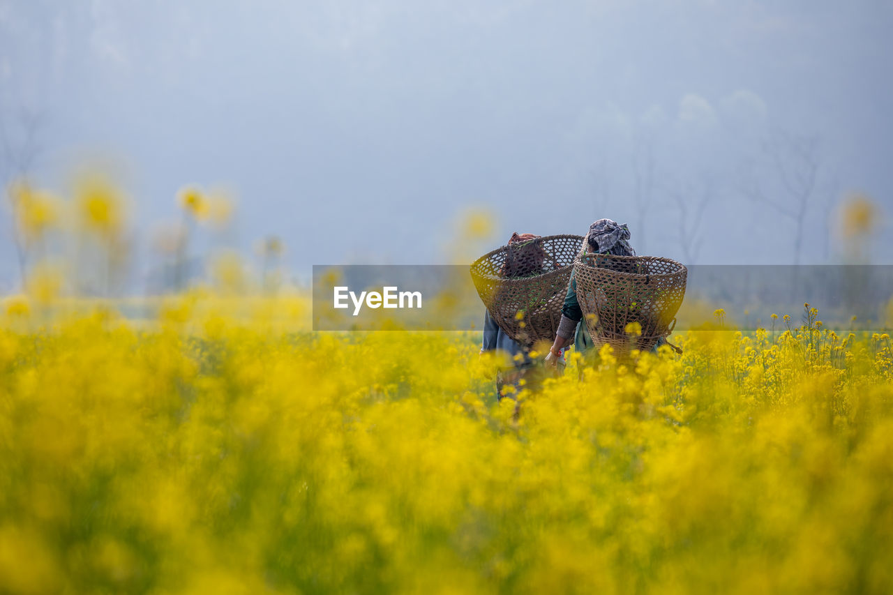 22nd feb, 2023. nepal. nepalese countryside farmer farming of mustard plants.
