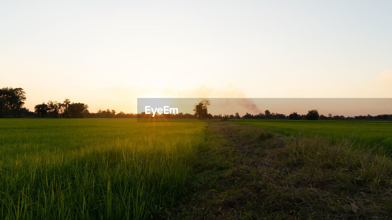 landscape, environment, plant, field, sky, land, nature, rural scene, sunset, agriculture, horizon, beauty in nature, scenics - nature, grass, tranquility, crop, tree, cereal plant, plain, sun, tranquil scene, no people, sunlight, grassland, growth, prairie, twilight, cloud, dawn, rural area, green, summer, idyllic, farm, outdoors, meadow, food, non-urban scene, food and drink, barley, hill, social issues, freshness, horizon over land, back lit, springtime, natural environment, urban skyline, sunbeam, clear sky, environmental conservation, blue, paddy field, corn, orange color
