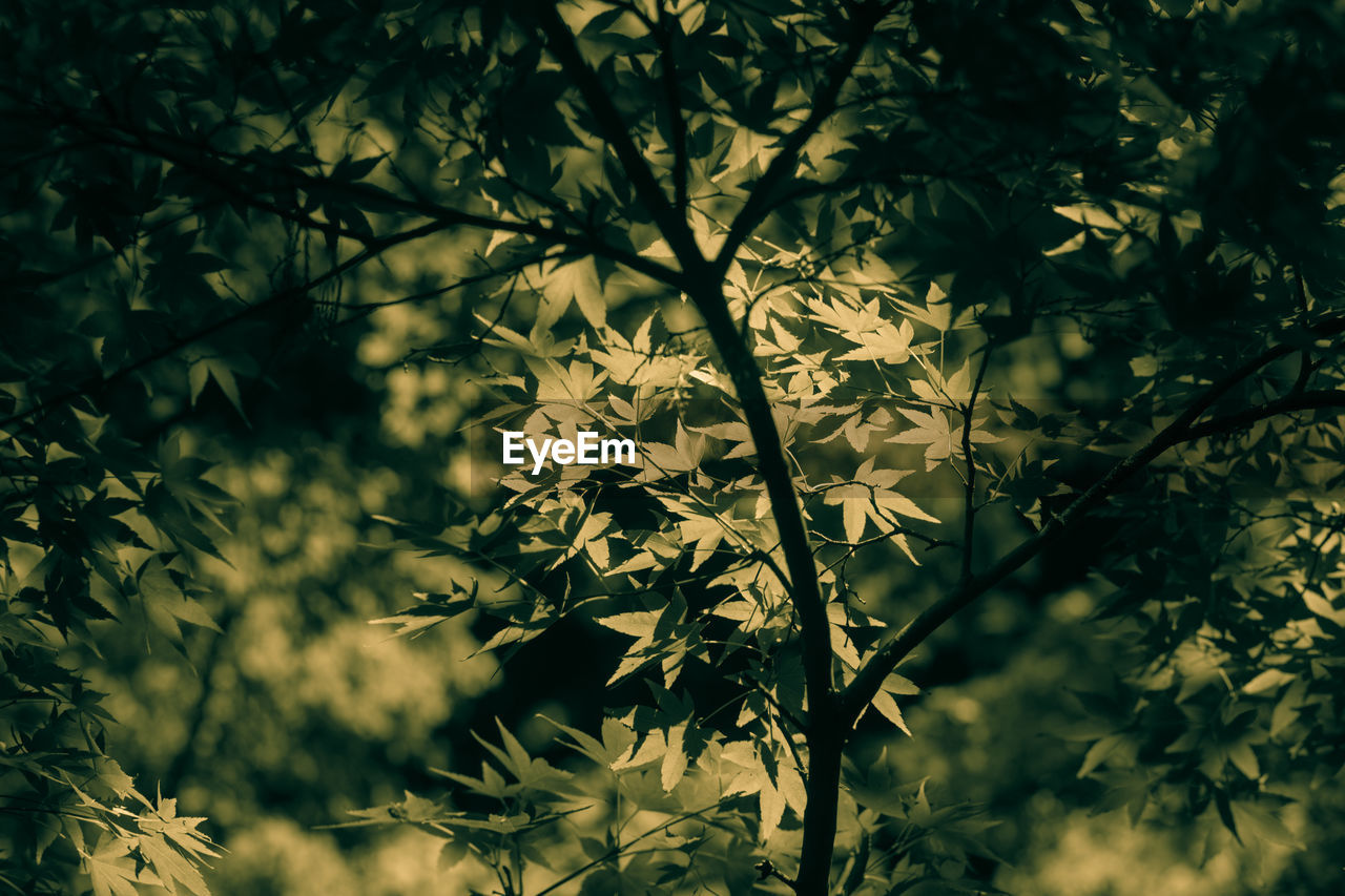 Close-up of leaves on tree