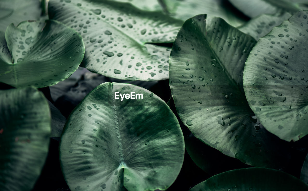 Full frame shot of leaves floating on water