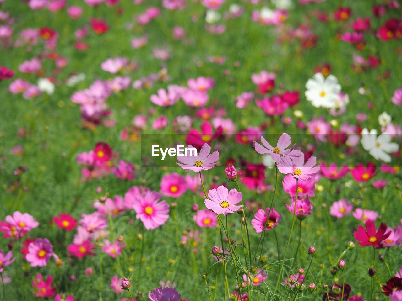 CLOSE-UP OF PINK FLOWERING PLANTS IN FIELD